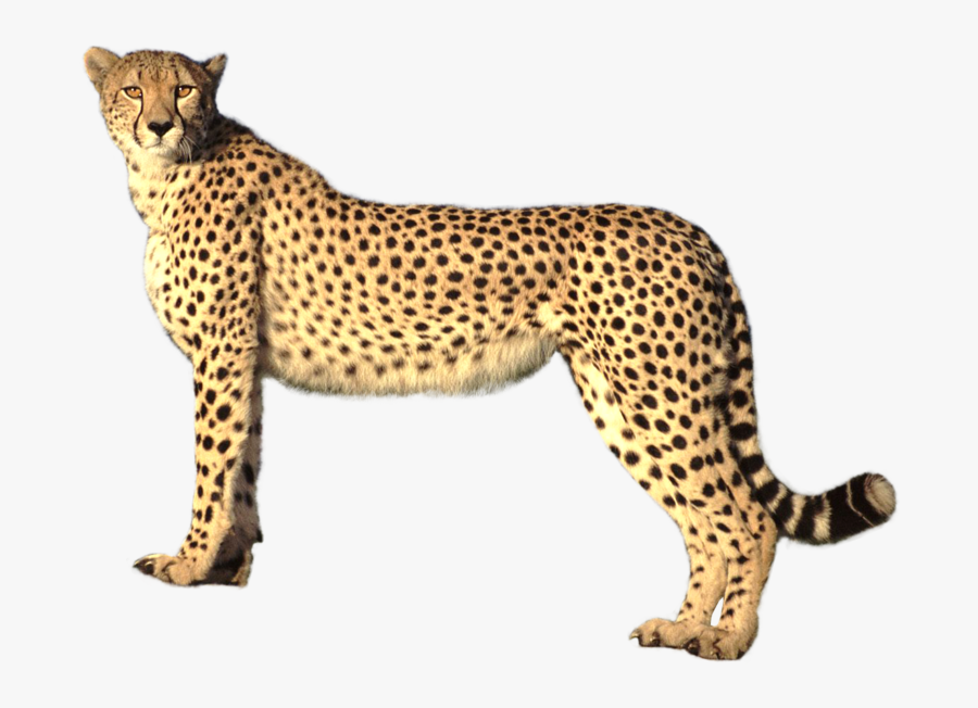 Cheetah Clipart Transparent Background - Cheetah Transparent Background, Transparent Clipart