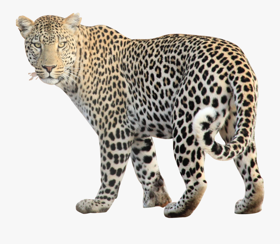 Animal Png, Transparent Clipart