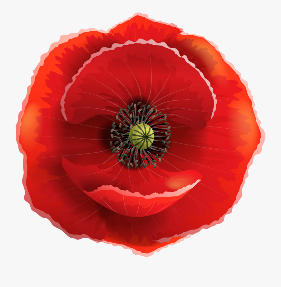 Poppy Simple Free On, Transparent Clipart