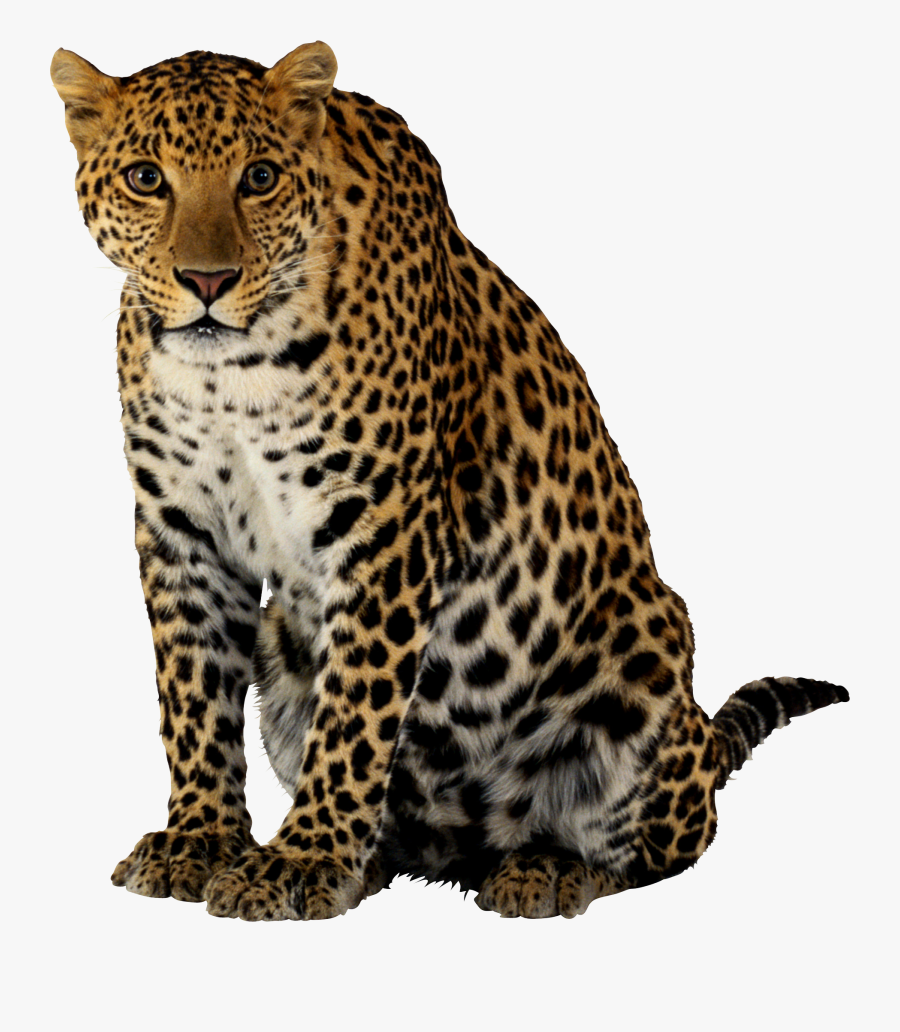 Cheetah Png - Leopard Png, Transparent Clipart