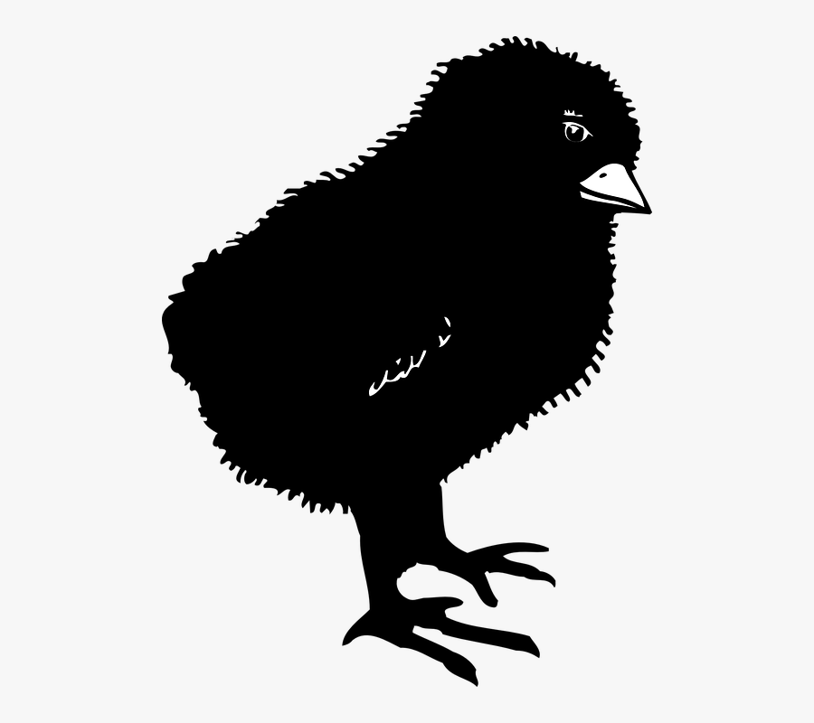 Transparent Chicks Clipart - Black Chicks Clipart, Transparent Clipart