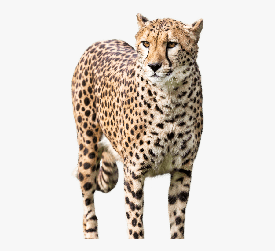 National Zoo & Aquarium Cheetah Leopard - Cheetah, Transparent Clipart