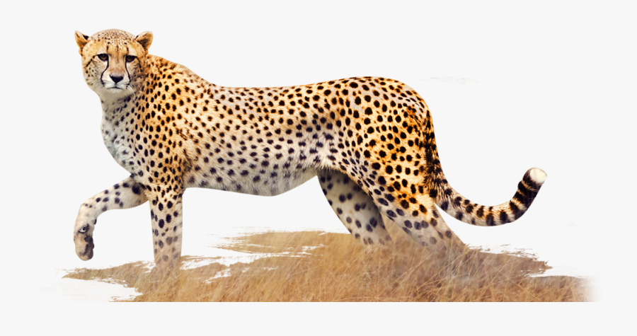 Clip Art Year Of The Walking - Cheetah Png, Transparent Clipart
