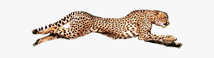 Running Cheetah Transparent Background Png, Transparent Clipart