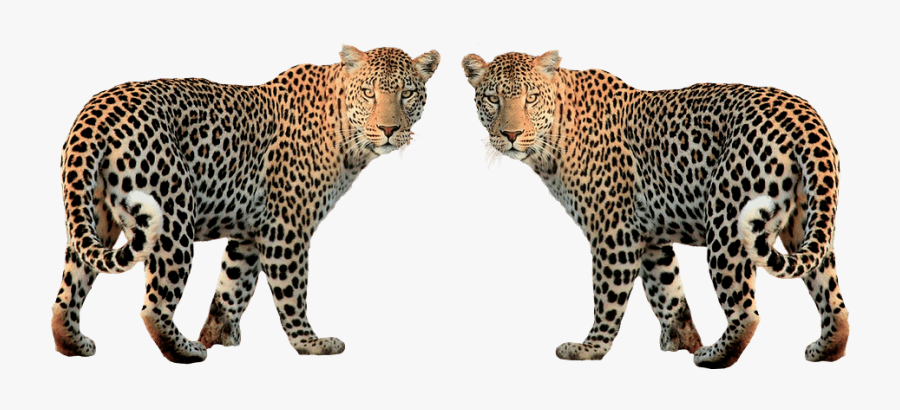 Leopard Clipart, Transparent Clipart