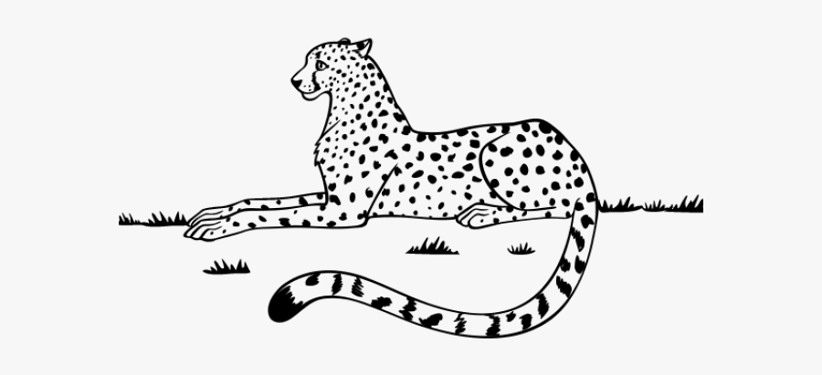 Colouring Pictures Of Cheetahs, Transparent Clipart