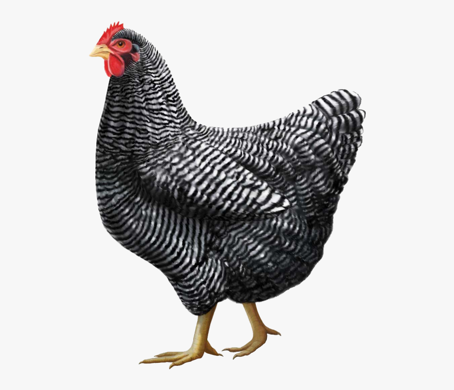 Transparent Chicken Png Transparent - Plymouth Rock Chicken, Transparent Clipart