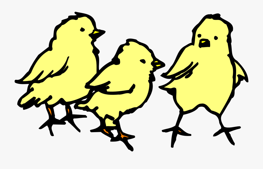 Chicks, Baby, Yellow, Chickens, Poultry, Farm, Animals - Baby Chicks Clipart, Transparent Clipart