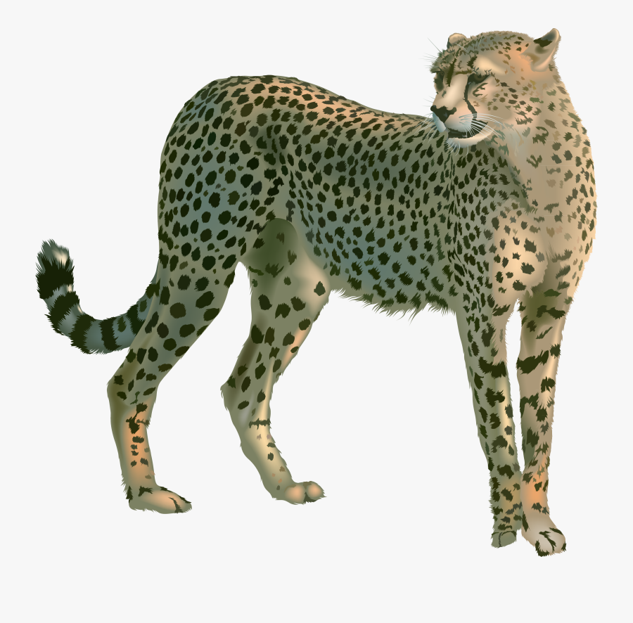 Cheetah Png, Transparent Clipart