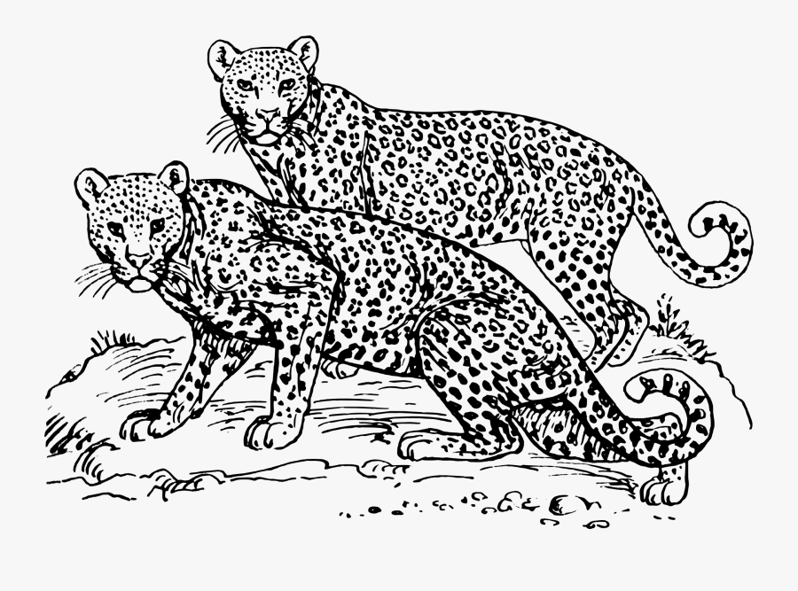 Png Freeuse Cheetah Black And White Clipart - Snow Leopard Cartoon Black And White, Transparent Clipart