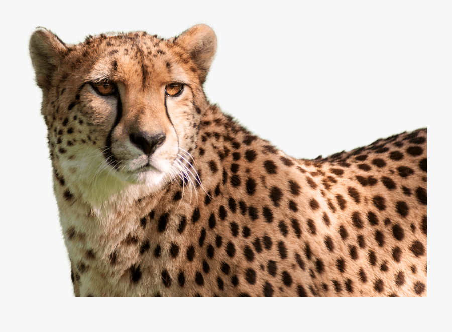 Cheetah Featured Min - Cheetah Head Transparent Background, Transparent Clipart