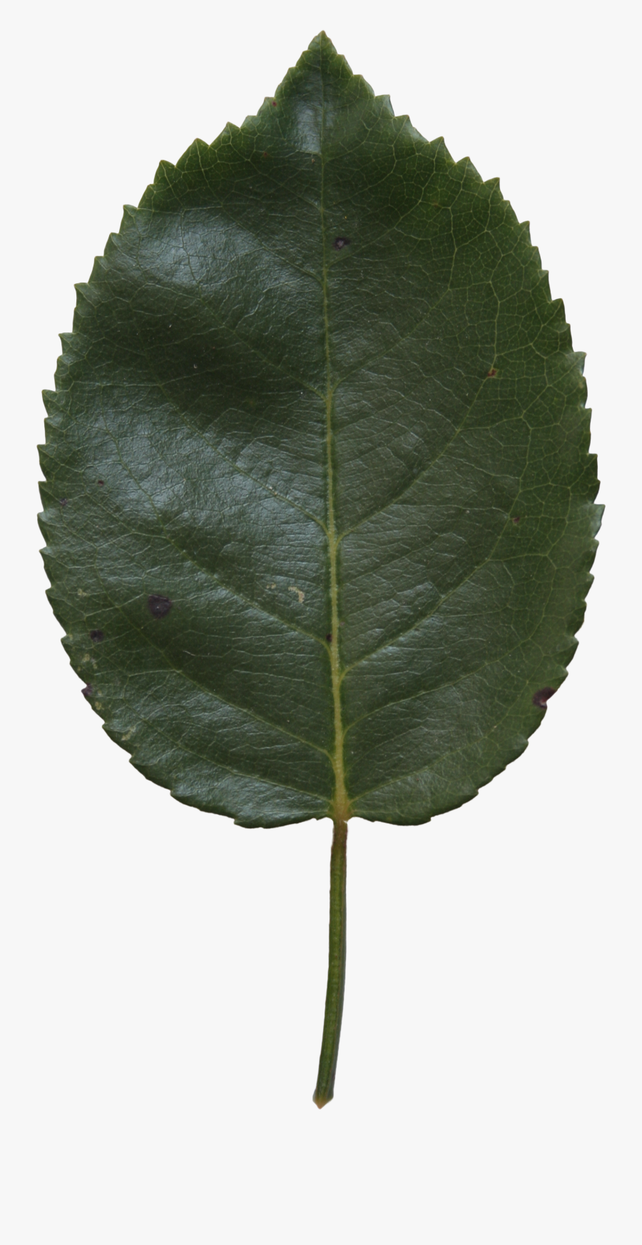 Birch Leaf Texture - Canoe Birch, Transparent Clipart