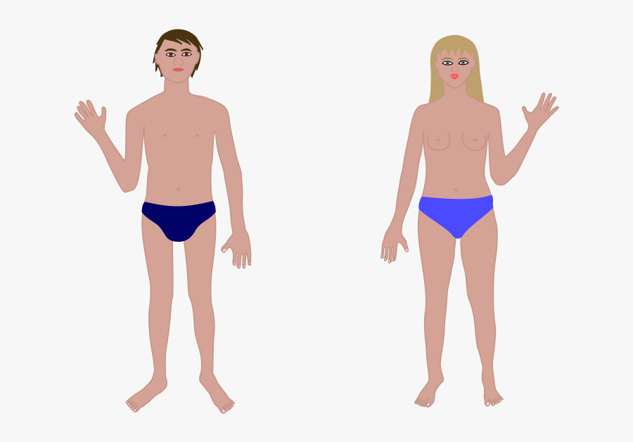 Transparent Human Chest Clipart - Human Body, Transparent Clipart