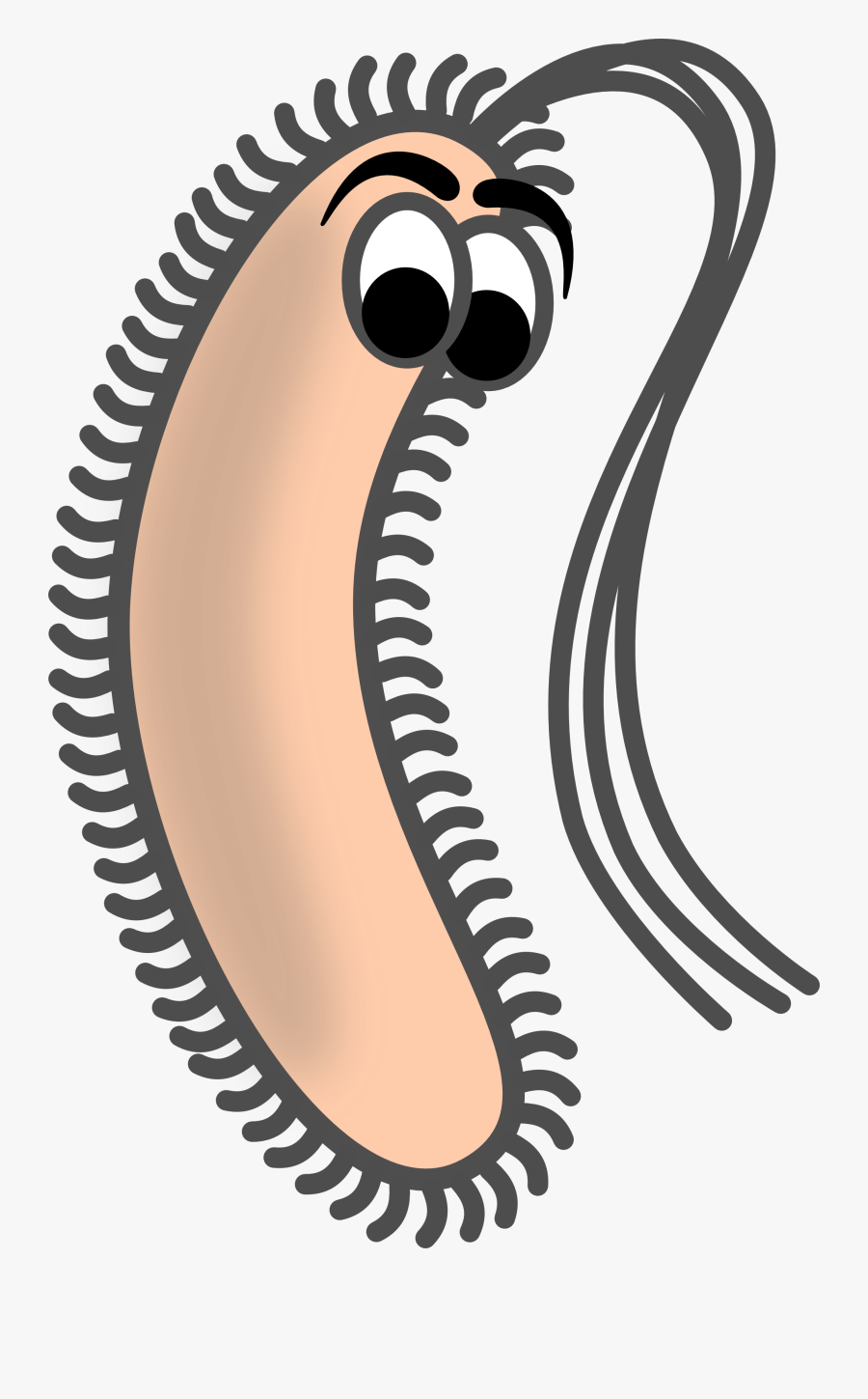 Bacteria - Clipart - Bacillus Clip Art, Transparent Clipart