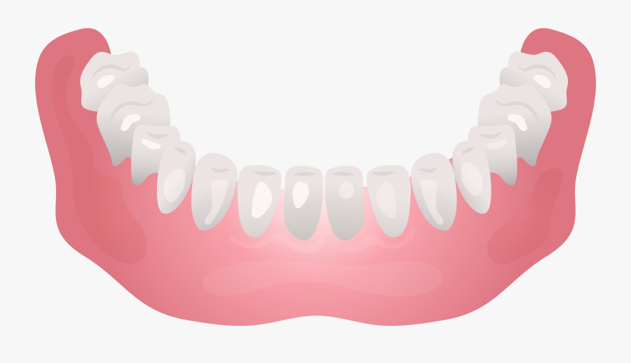 Bottom Human Jaw Clip Art - Clipart Of Jaw, Transparent Clipart