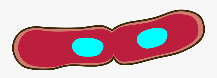 Heart,love,organ, Transparent Clipart