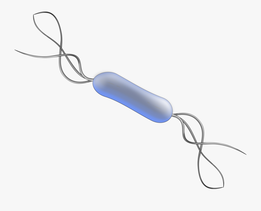 Line,bacteria,listeria Monocytogenes - Bacilos Bacterias Png, Transparent Clipart
