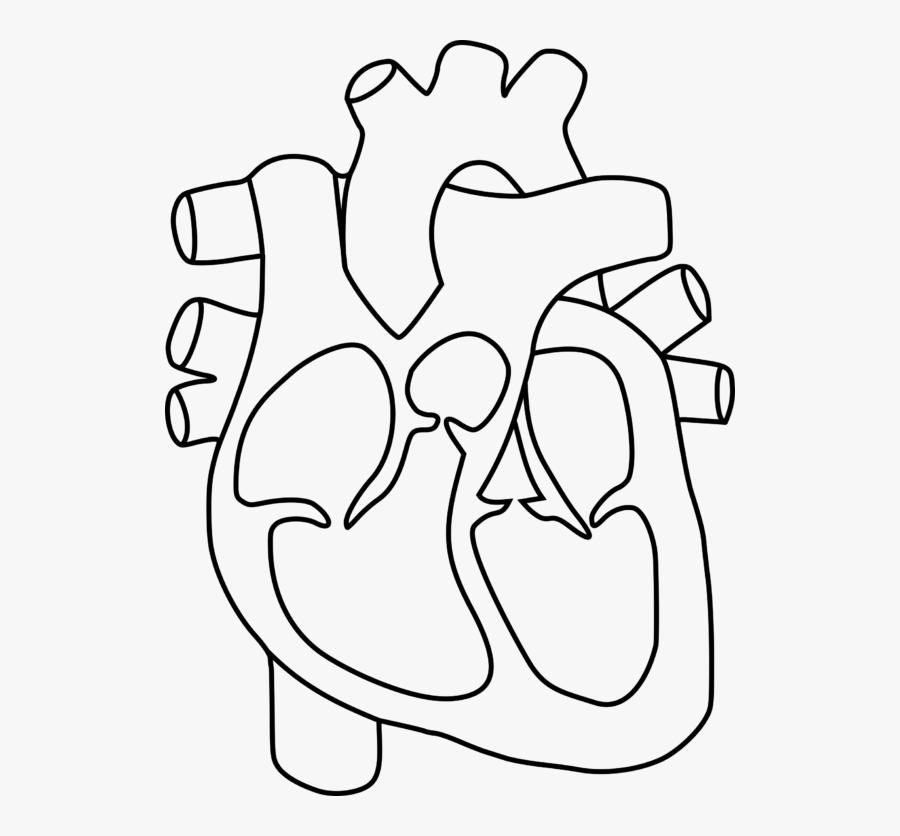 Human Heart Outline Drawing At Getdrawings - Human Heart Diagram Without Labels, Transparent Clipart