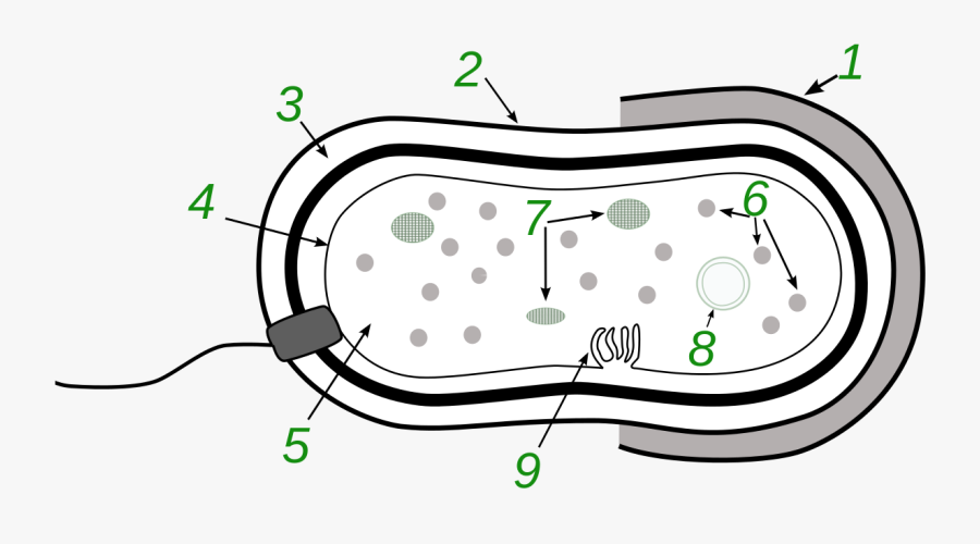 Hd File - Bacteria - Svg - Bacteria Cell For Kids , - Bacteria Cell Ks2, Transparent Clipart