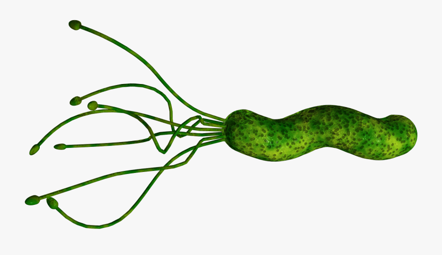 Bacteria Png Pic - Helicobacter Pylori Transparent Background, Transparent Clipart