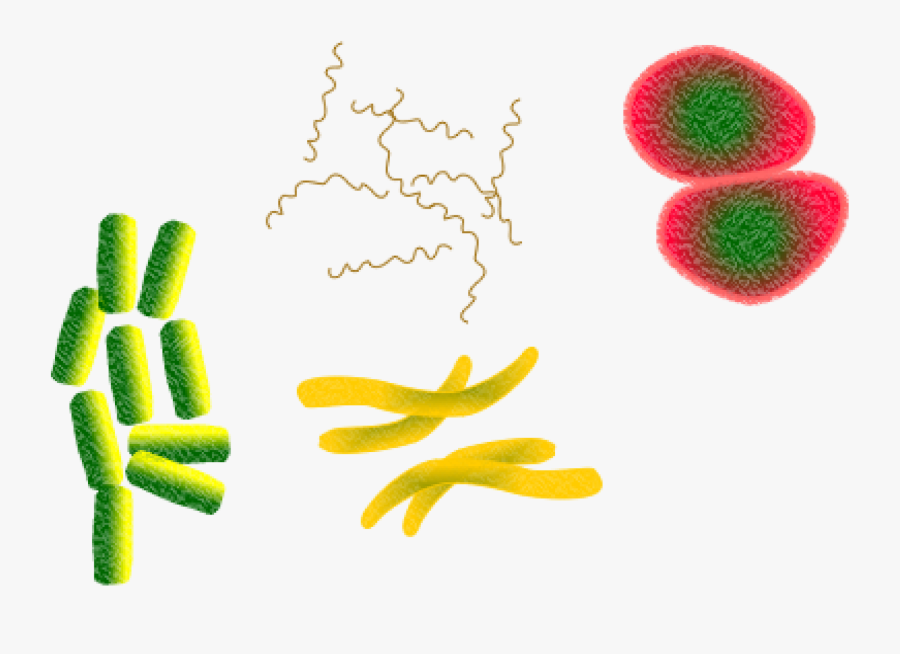 Микробио. Бактерия дизентерия микробиология. Бациллы дизентерия. Микроорганизмы на прозрачном фоне. Микробы инфекции.