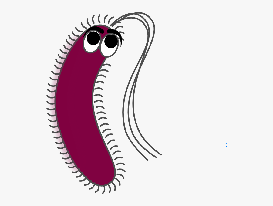 Gram Positive Bacteria Png, Transparent Clipart