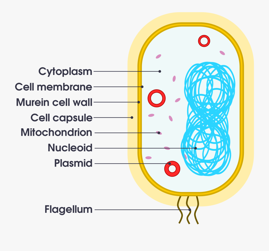 Clip Art Bacteria Labeled Diagram - Simple Bacteria Cell Diagram, Transparent Clipart