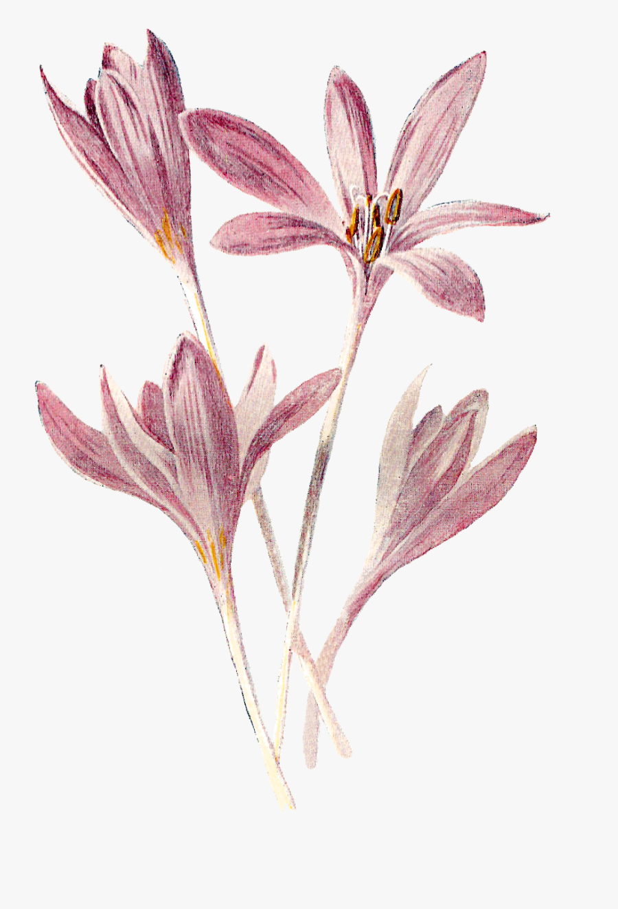 Flower Wildflower Floral Digital Download Vintage Clipart - Wildflower Cartoon, Transparent Clipart