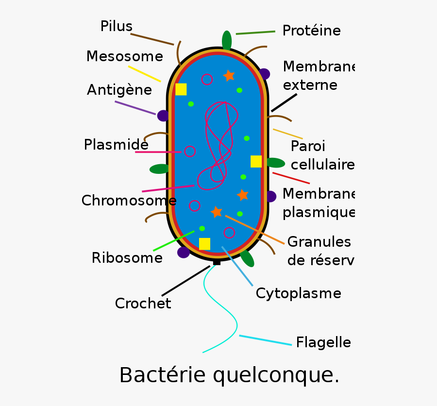 Free Clipart - Bactérie - Bacteria - Martin - Casu3 - Bacterial Cell Fully Labeled, Transparent Clipart
