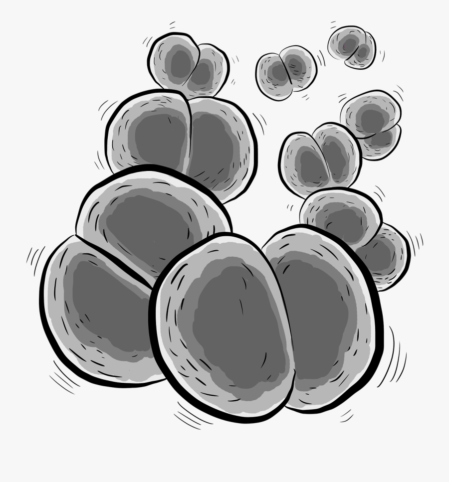 Bacteria, Bacterium, Neisseria Meningitidis - Circle, Transparent Clipart