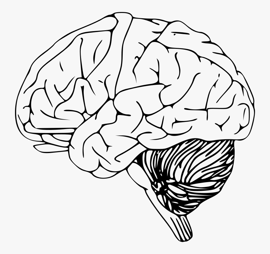 Brain Clipart Human - Brain Black And White Clipart, Transparent Clipart