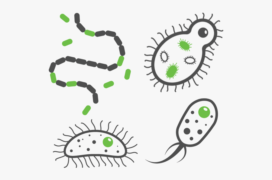 Urinary Tract Infections, Transparent Clipart