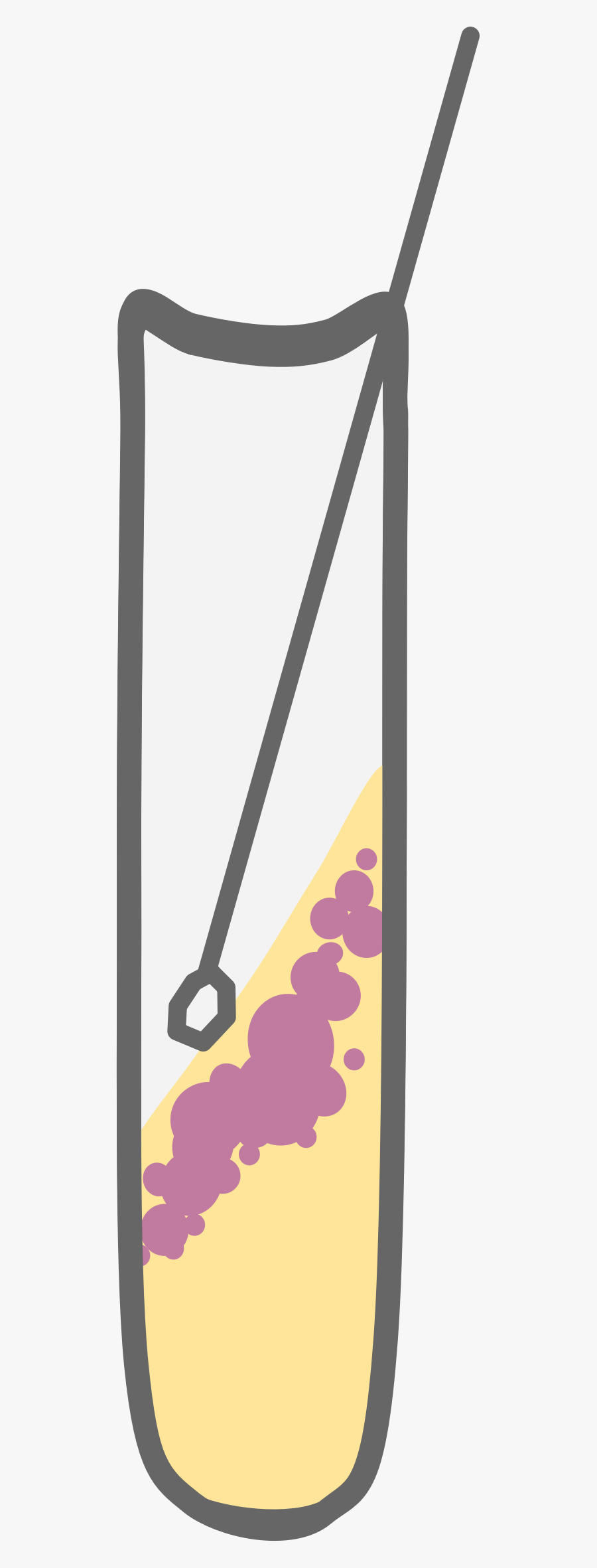 Clipart - Bacterial Culture Png, Transparent Clipart