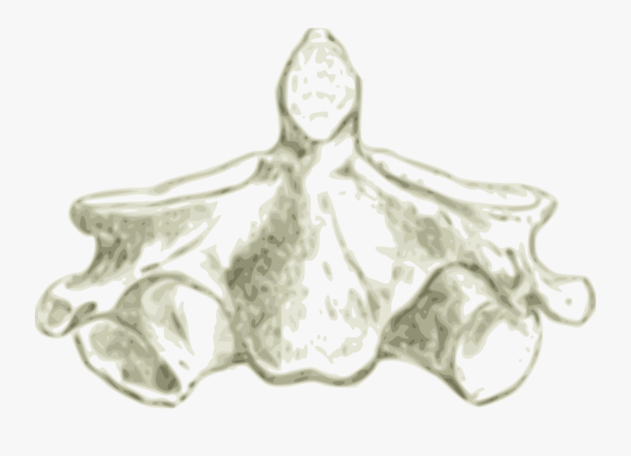Human Tree Clipart - Cervical Spine Vertebrae Artistic, Transparent Clipart