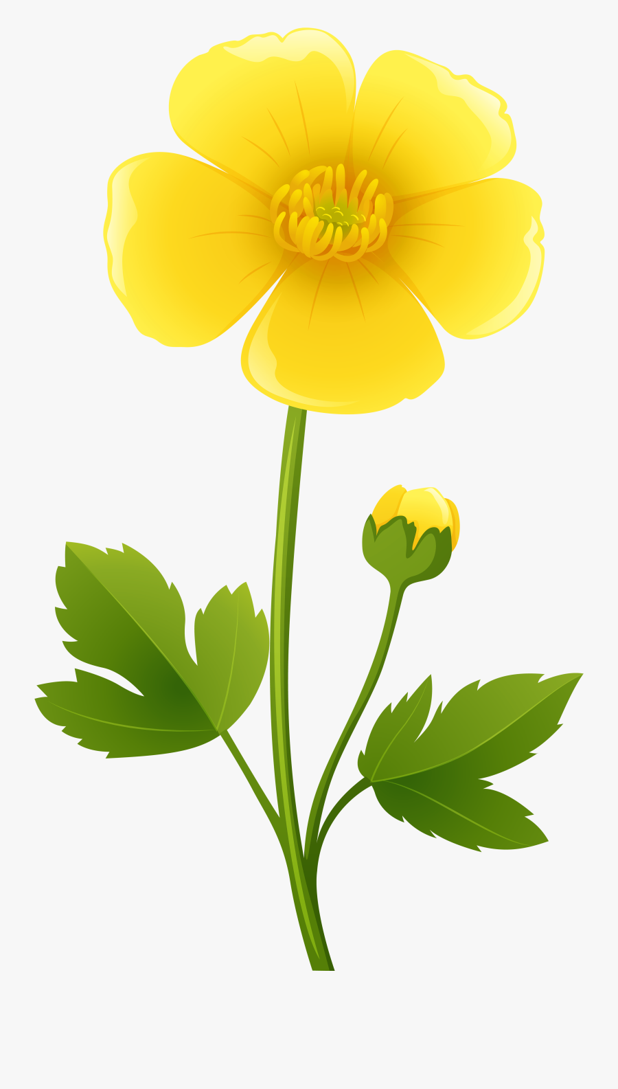Arctic Flower Cliparts - Buttercup Clipart, Transparent Clipart