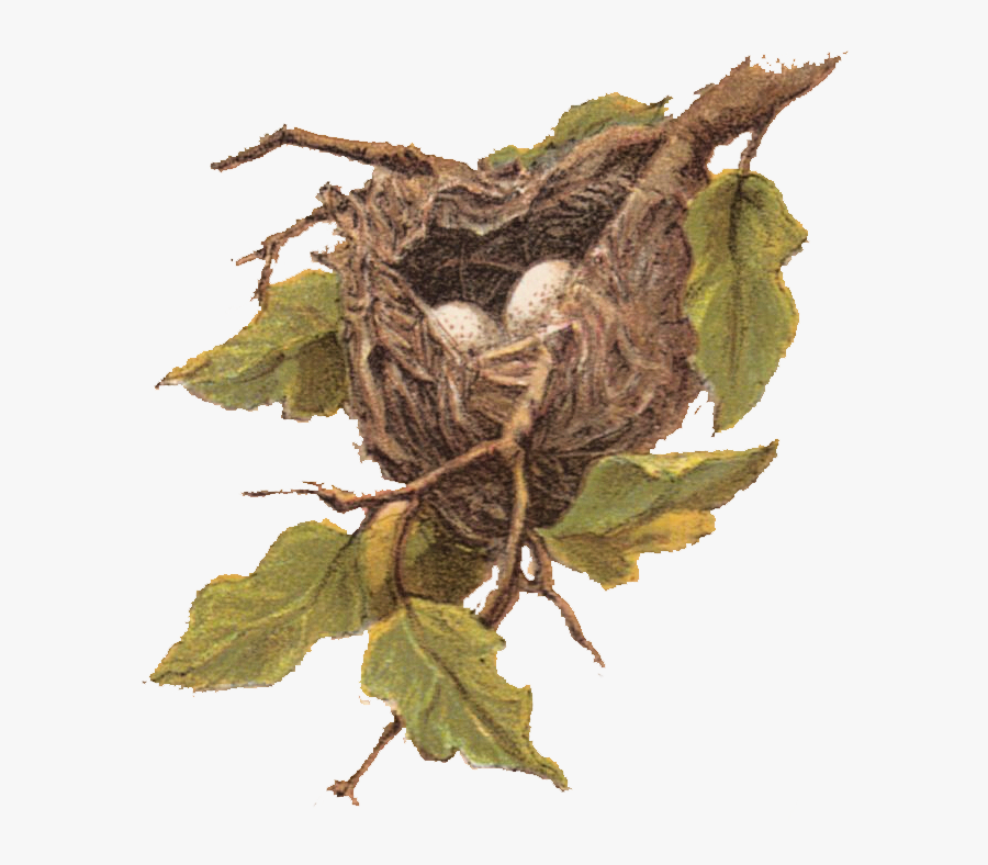 Bird Nest Clip Art, Transparent Clipart