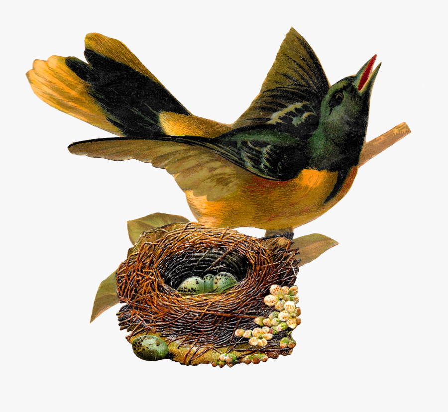 Bird Nest Eggs Oriole Image Artwork Illustration Clipart - Bird In Nest Png, Transparent Clipart