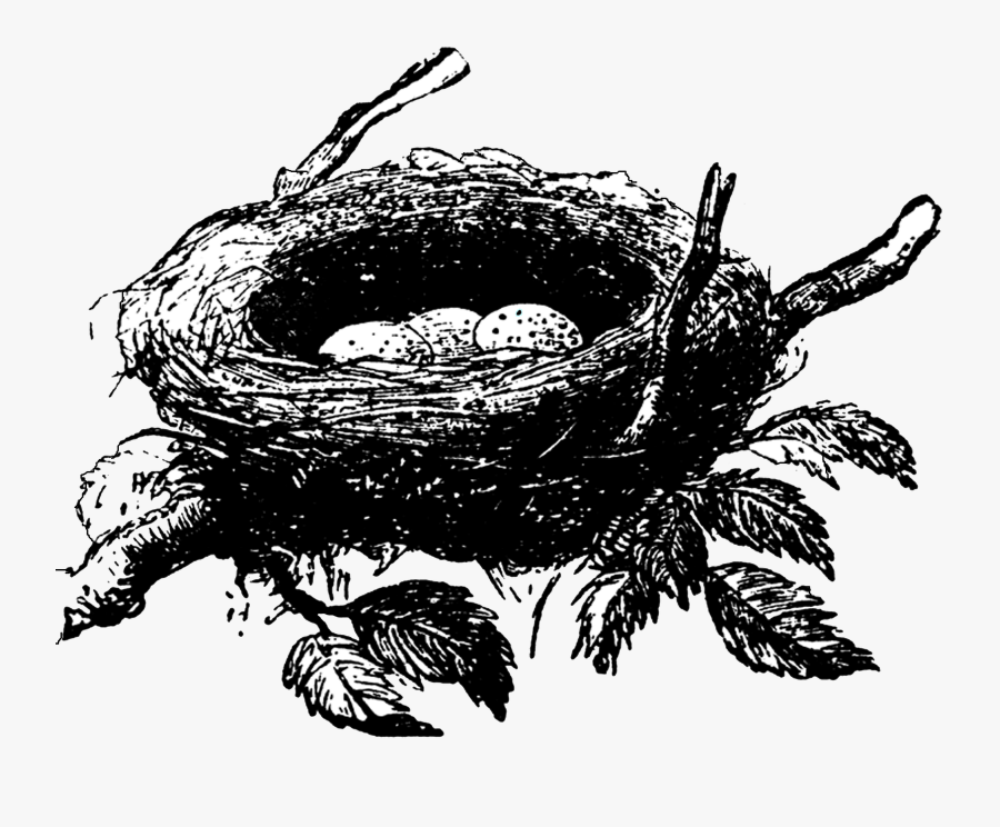 Bird Nest Nest Outline Clipart, Transparent Clipart
