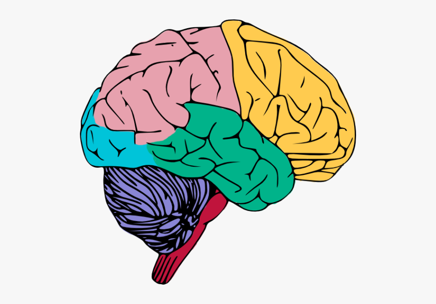 Brain Clipart Human - Clipart Transparent Background Brain, Transparent Clipart