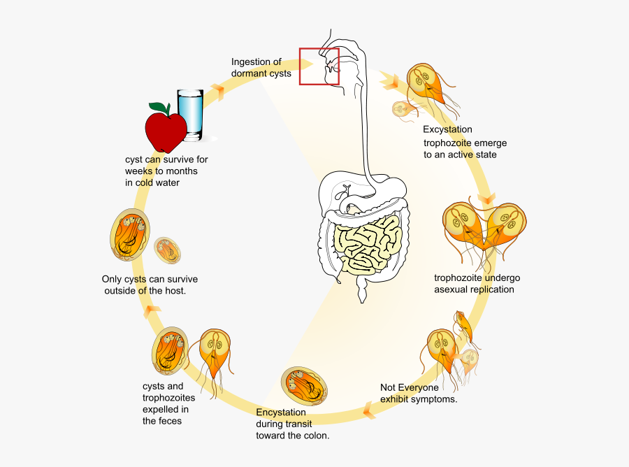 Occupy Wall Street Zuccotti - Giardia Life Cycle, Transparent Clipart
