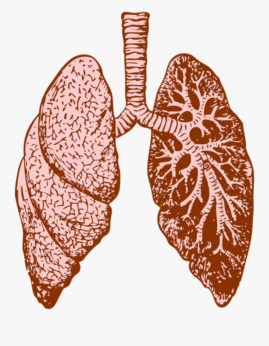 Lungs - Fractales En El Cuerpo Humano, Transparent Clipart