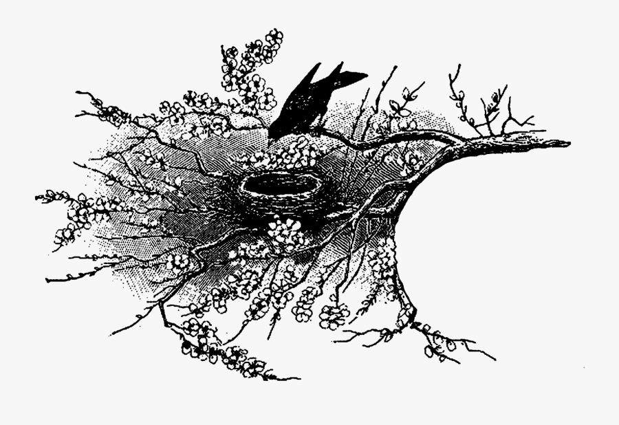 The Second And Third Bird Artwork Images Are Of Birds - Illustration, Transparent Clipart