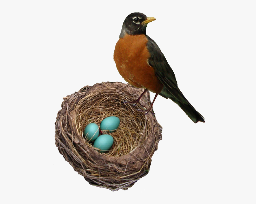 European Robin Png Background Image - Robin Bird And Eggs, Transparent Clipart