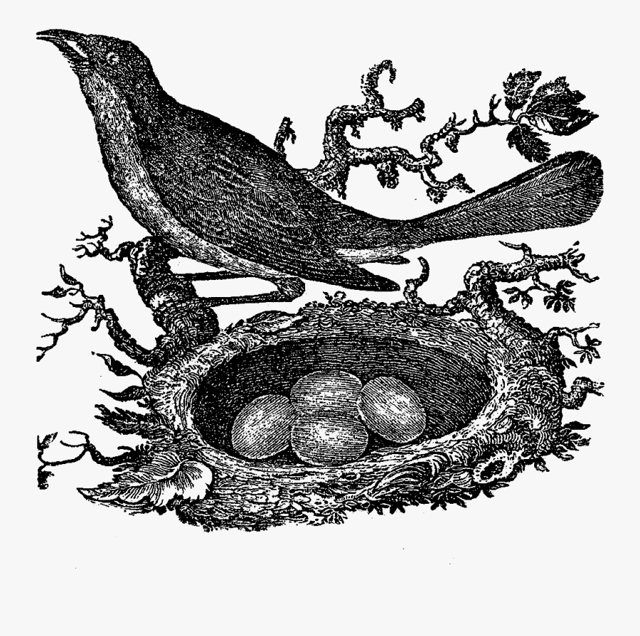 Clip Art Bird Nest Drawing - Bird Nest, Transparent Clipart
