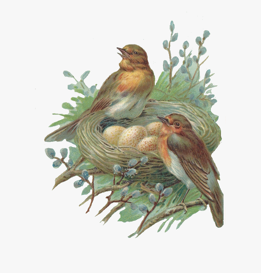 Nest Png Image - Birds Nest Transparent Png, Transparent Clipart