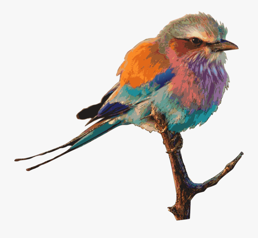 Transparent Nest Clipart - Colourful Birds Of South Africa, Transparent Clipart