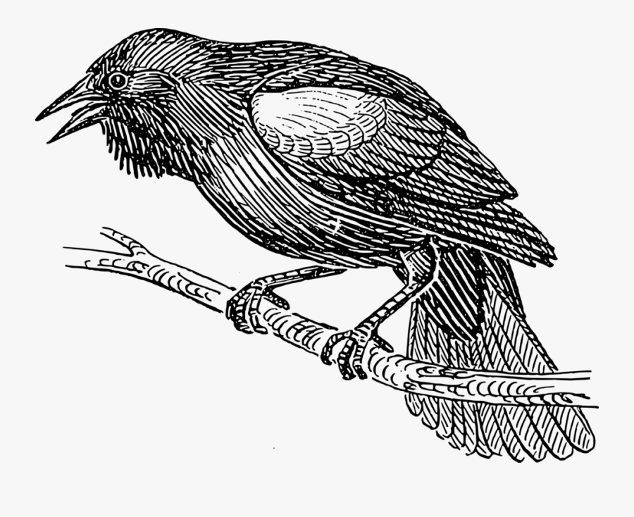 Clip Art Common Blackbird Line Art - Prose Pieces, Transparent Clipart