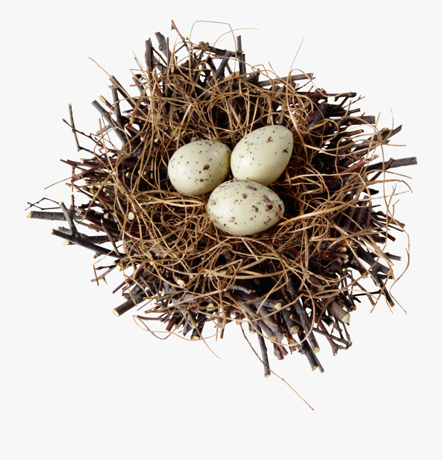 Images Free Download - Long Does It Take For Bird Eggs, Transparent Clipart