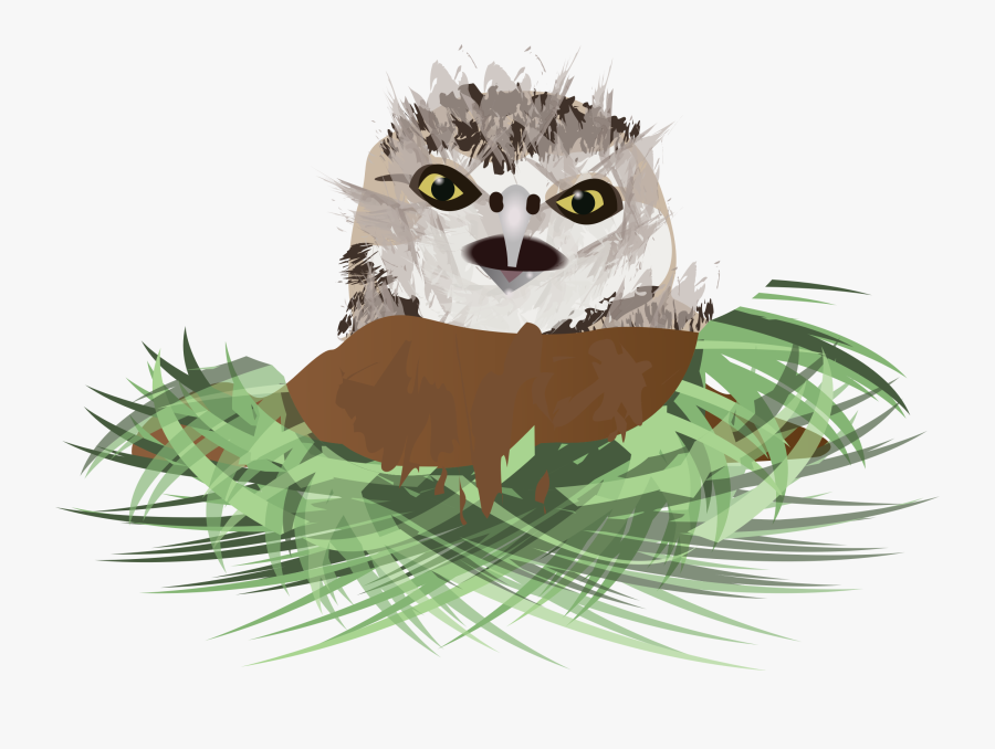 Owl, Transparent Clipart