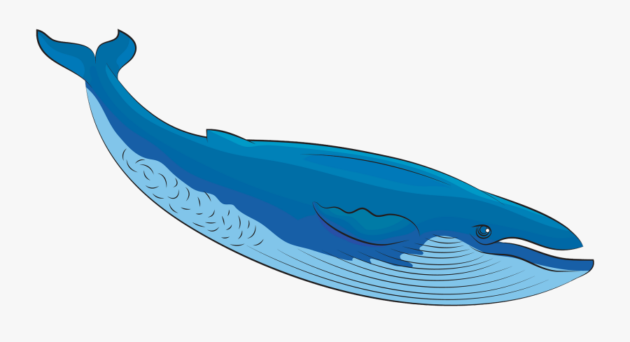Blue Whale Clipart Free Transparent Clipart Clipartkey If you like, you can download pictures in icon format or directly in png image format. blue whale clipart free transparent